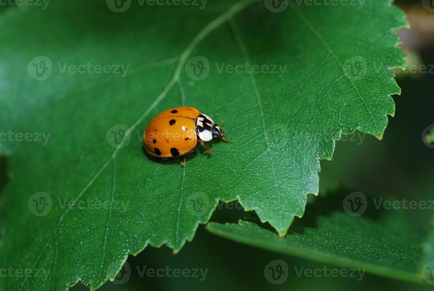 ladybug on a green leave photo