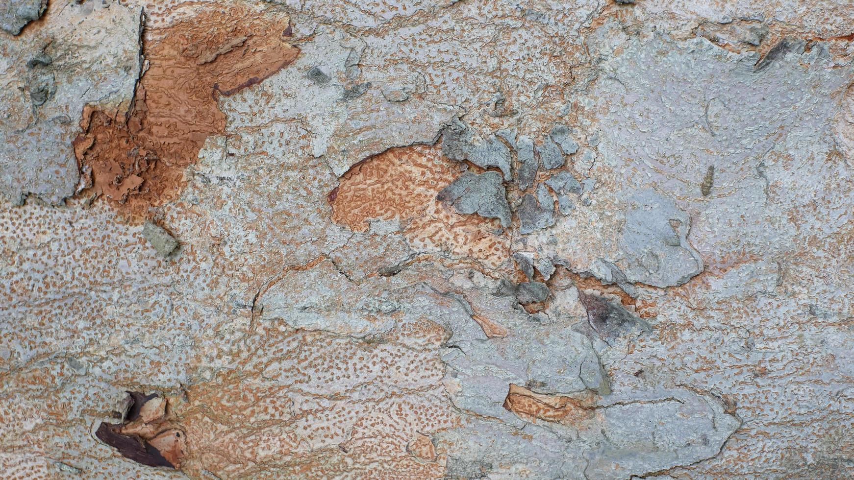 tree bark texture, pattern of natural tree bark background. Rough surface of trunk photo