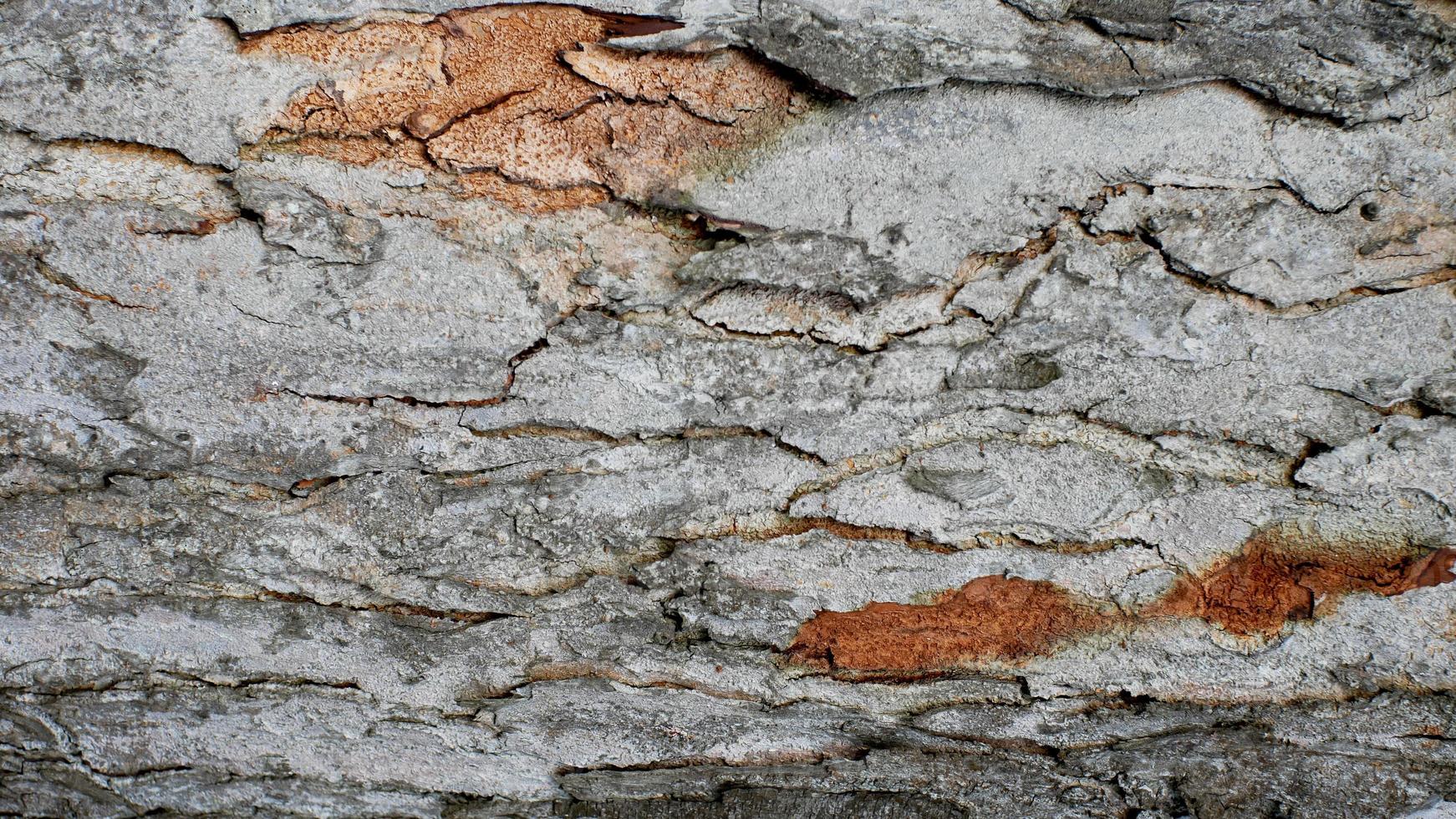 tree bark texture, pattern of natural tree bark background. Rough surface of trunk photo
