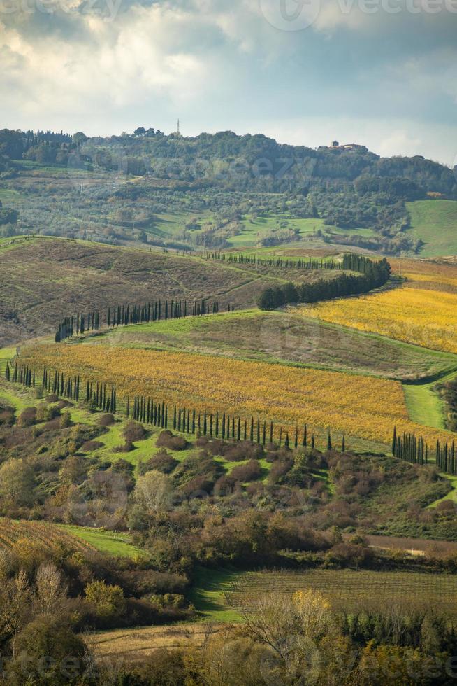 Tuscan landscape with vineyards and cypress avenues photo