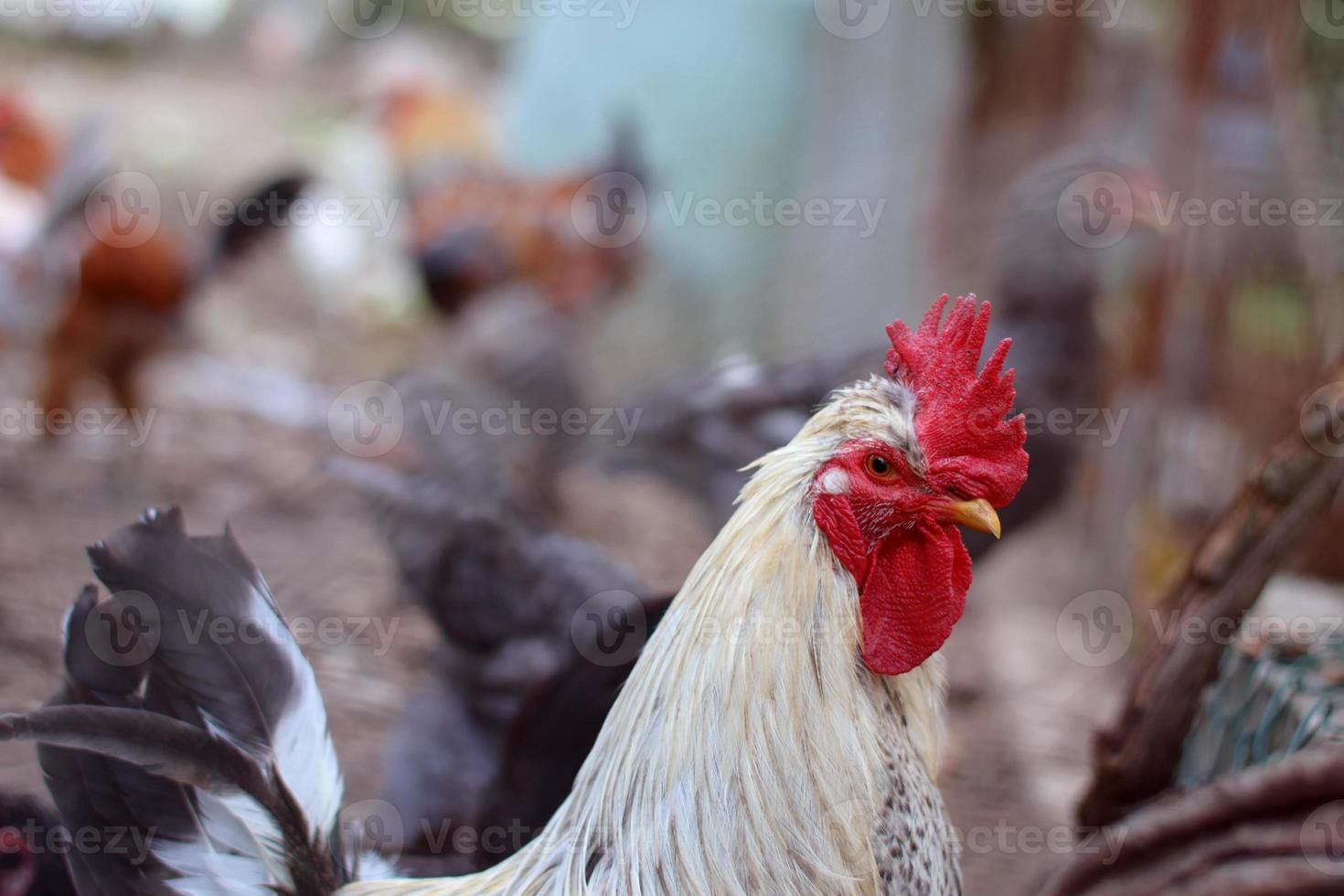 cabeza de gallo de cerca. retrato de cabeza de primer plano divertido o humorístico de un pollo o gallo macho con hermosas plumas amarillentas peine rojo brillante y zarzo con un fondo borroso de bokeh. gallo foto