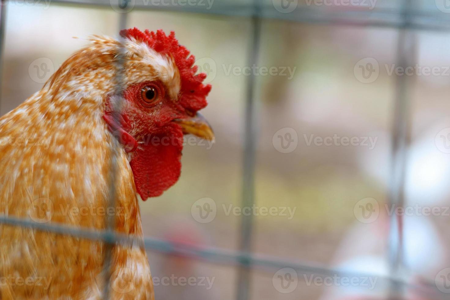 Chickens on the farm, rural scene.Rooster head close up. Big and beautiful male rooster.Funny or humorous close-up head portrait of a male chicken or rooster with beautiful orange feathers bright r photo