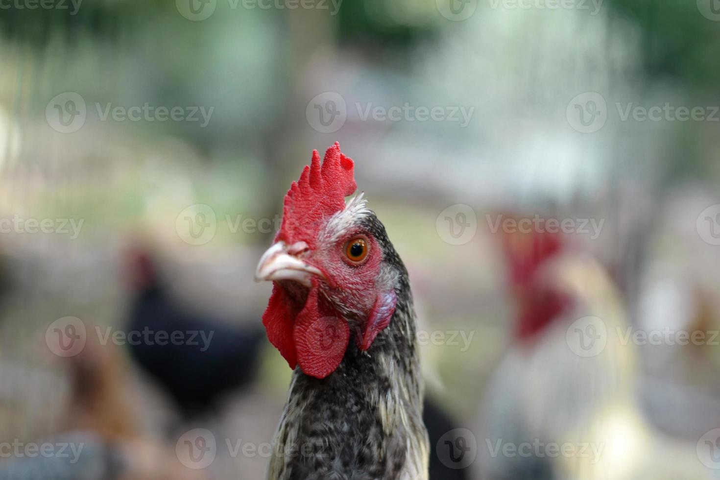 primer plano de la cabeza de gallina de pollo. primer plano detalle de la cabeza de pollo de gallina manchada. foto