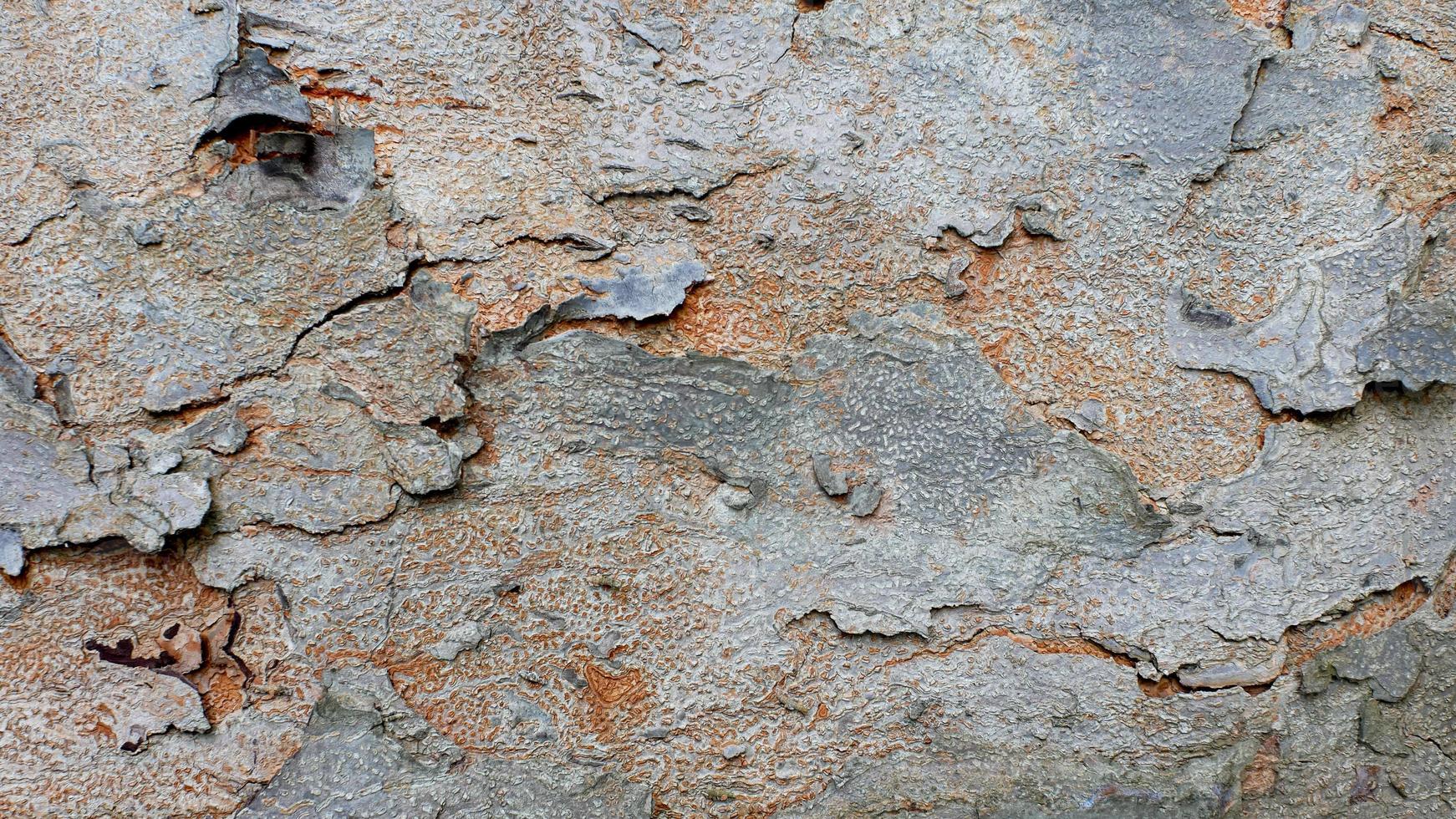 tree bark texture, pattern of natural tree bark background. Rough surface of trunk photo