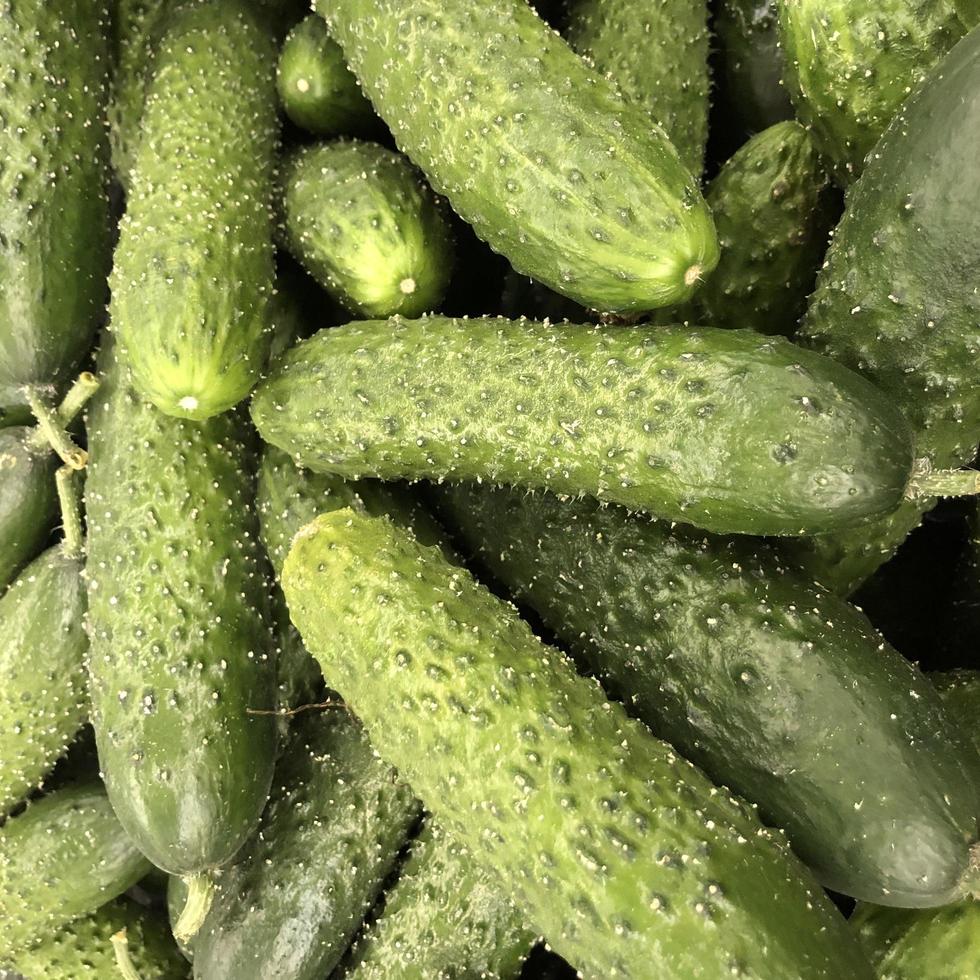 Macro photo green fresh eggs. Stock illustration vegetable green cucumbers