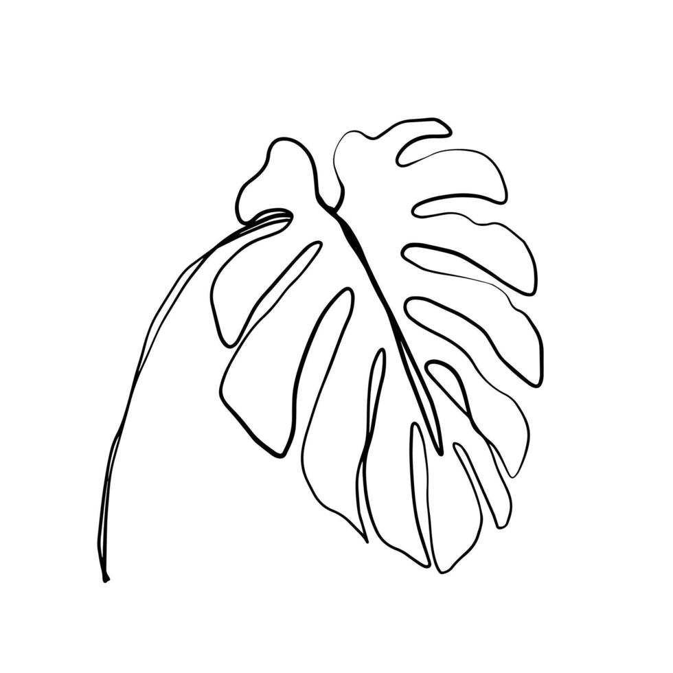 hojas de monstera de palma tropical. hermosas plantas exóticas dibujadas a mano sobre fondo blanco. diseño vectorial vector