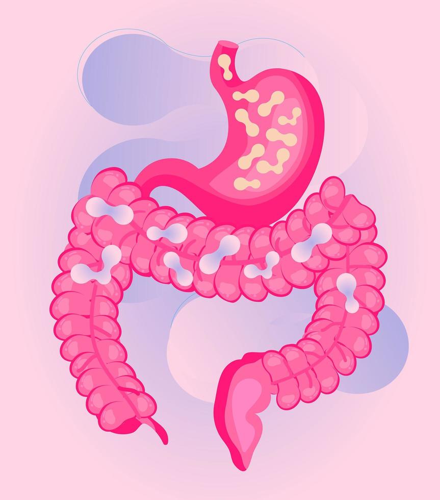 el estómago y el intestino están recibiendo bacterias probióticas, lactobacillus. cuidado de la salud, apoyo a la inmunidad vector