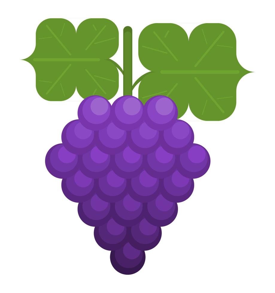 bunch of grapes berries fruits. flat style simple vector