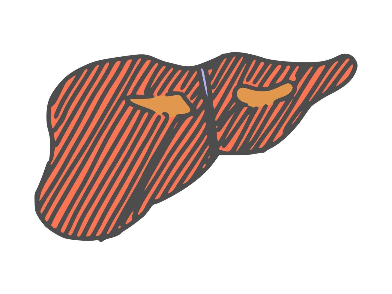 human organ liver. doodle simple drawing sketch vector