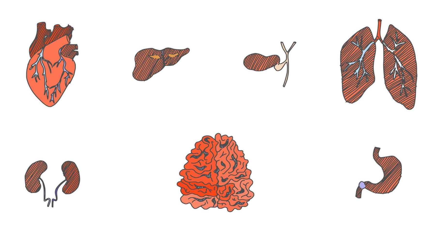 órganos humanos riñones cerebro pulmones corazón. vector nuevo