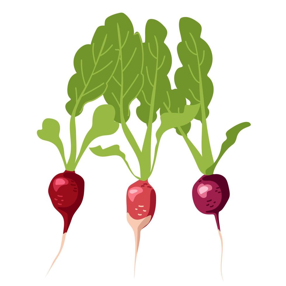 Three cheerful radishes with green foliage vector