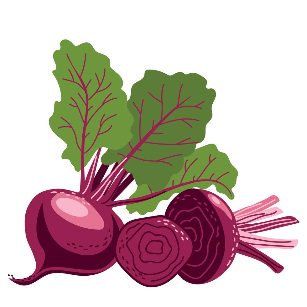 A set of beets in whole form and sliced vector