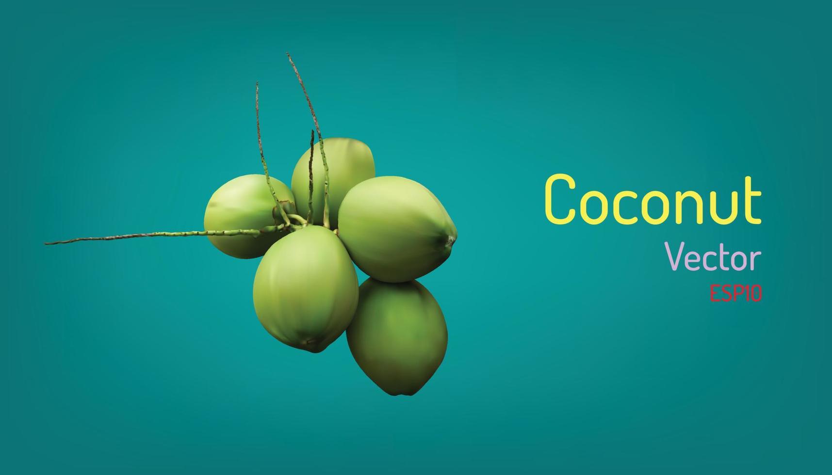 realistic group of coconut fruit and branch elements. vector illustartion eps10