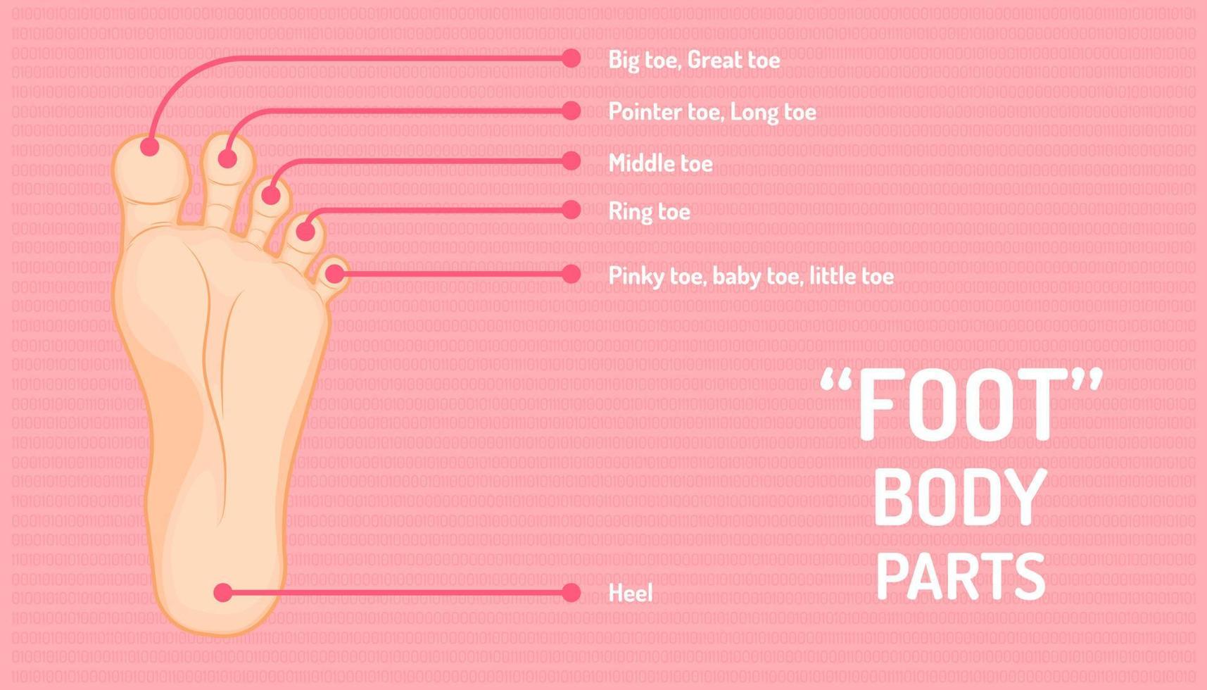 foot parts that show the name of all five fingers. vector illustration eps10