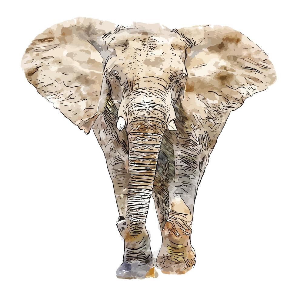 Elephant animal watercolor sketch hand drawn illustration isolated white background vector