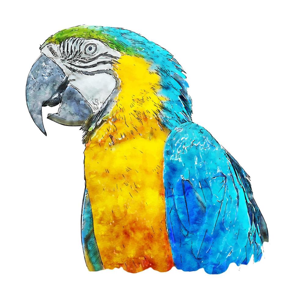 Blue Parrot Watercolor sketch hand drawn illustration isolated white background vector