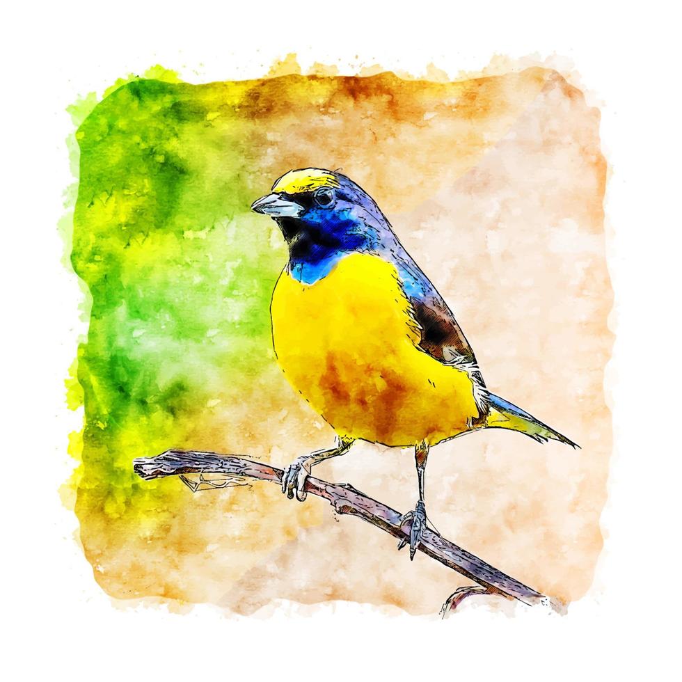 Yellow Bird Animal Watercolor sketch hand drawn illustration vector