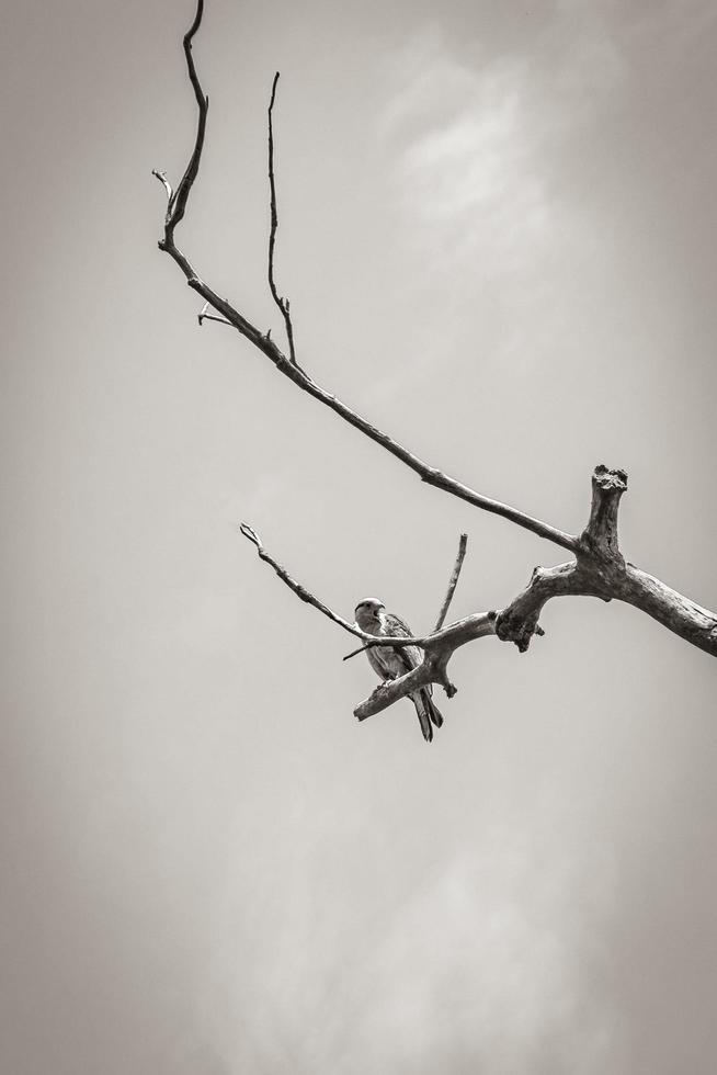 Bird on dead tree natural tropical jungle Brazil. photo