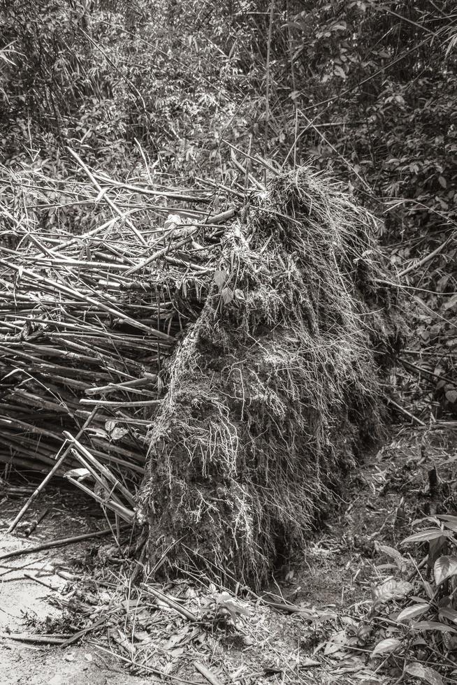 Overturned uprooted bamboo trees jungle forest Ilha Grande Brazil. photo