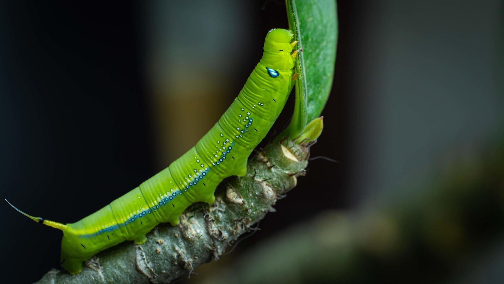 The caterpillar is about to eat the leaves. The caterpillars eat the leaves of adenium. during the rainy season. photo