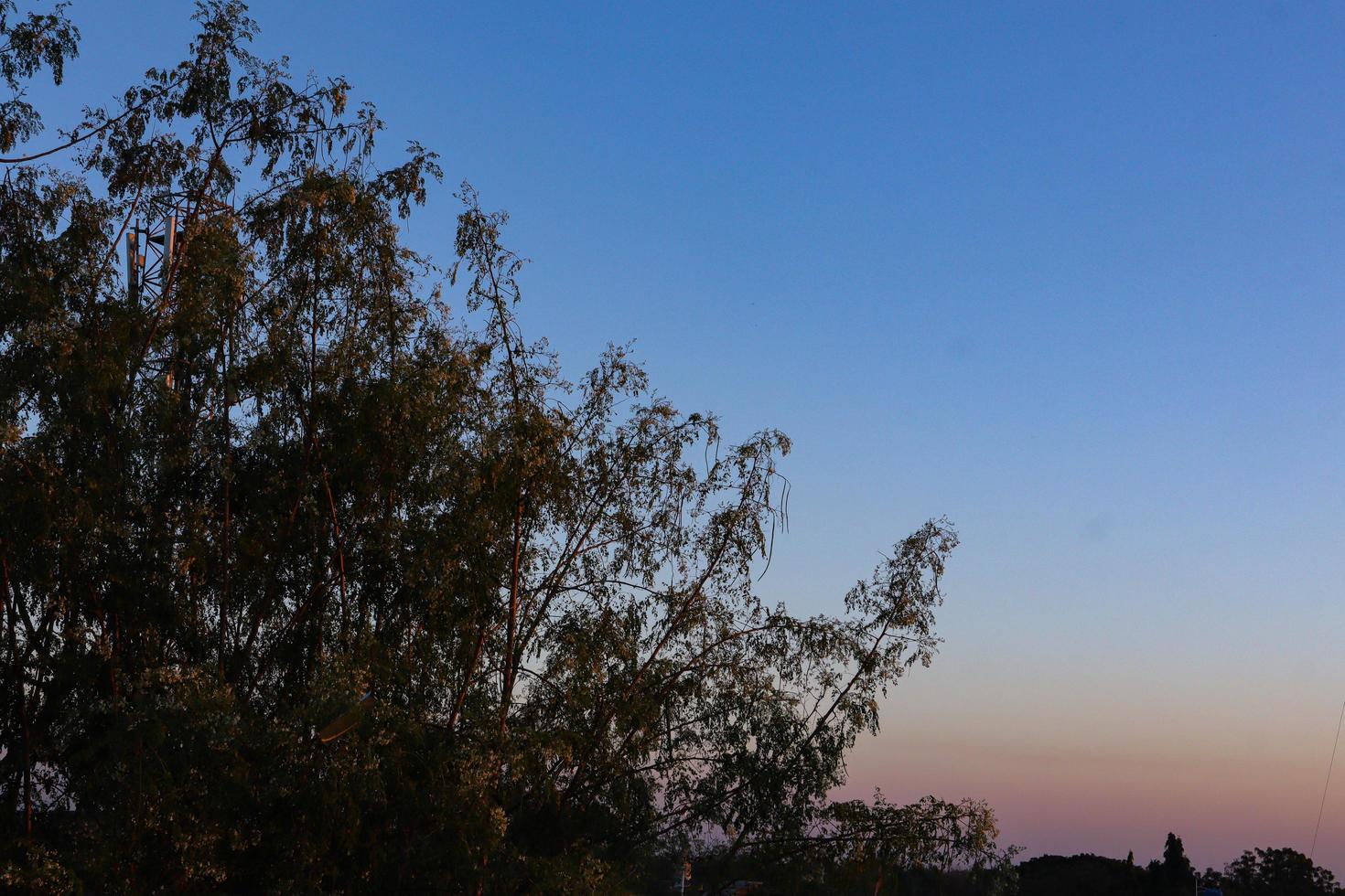 vista del atardecer o del amanecer detrás de la hoja verde foto