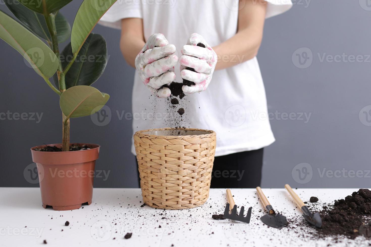 Woman replanting Ficus flower in a new wicker pot, the houseplant transplant at home. Young beautiful woman caring for potted indoor plants. Scandinavian style. Minimalism. Florist. Eco friendly. photo