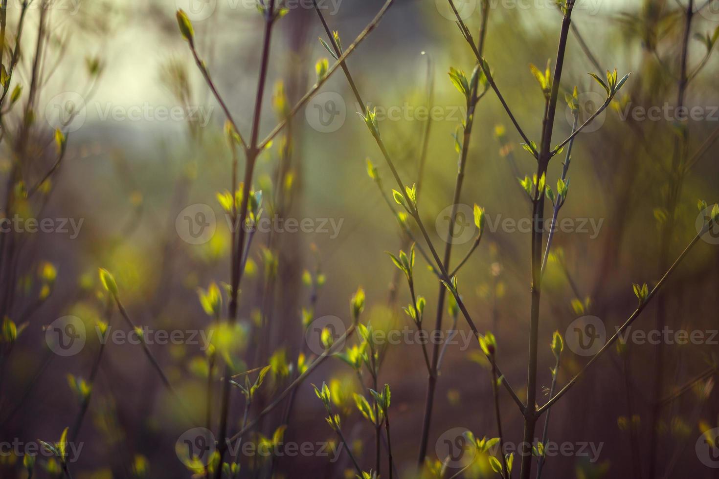 Twig with young blossoming leaves in the spring. Young tree growing at the spring. The buds have bloomed. Close-up. Copy space. Ecological and birth concept. Buds bloom on a tree. Selective focus. photo
