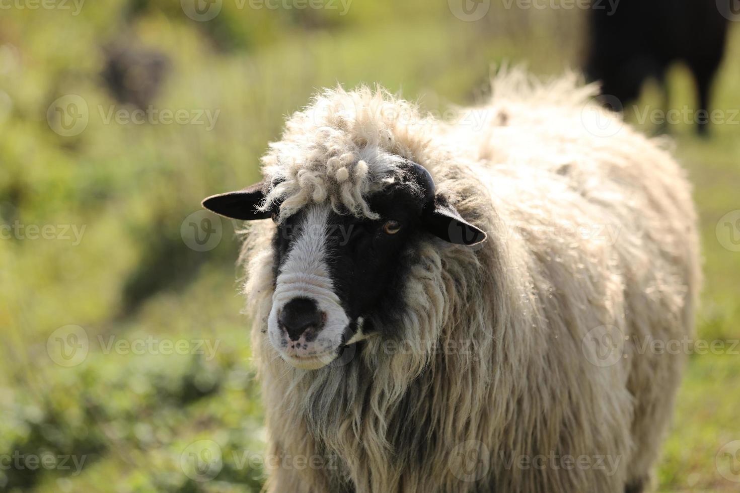 retrato de un cordero de primavera. agricultura al aire libre, agricultura sostenible. cordero en el campo. enfoque selectivo. foto