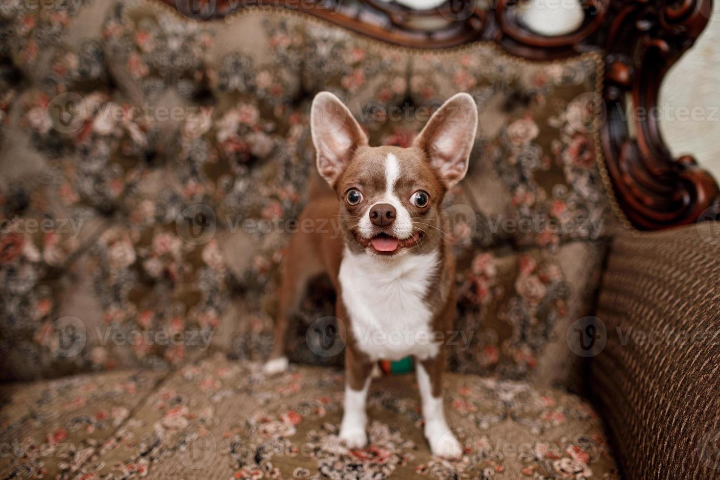 selective focus of cute dog on stylish couch in apartment. The background is classic sofa. photo