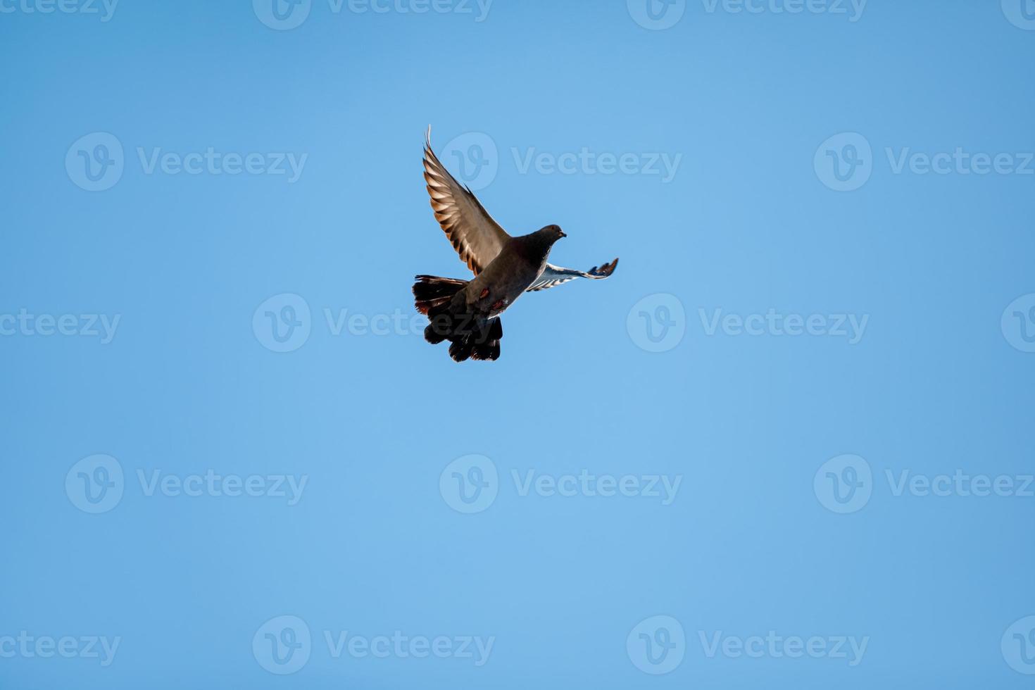 paloma volando en el cielo azul. fondo con un campo de texto. foto