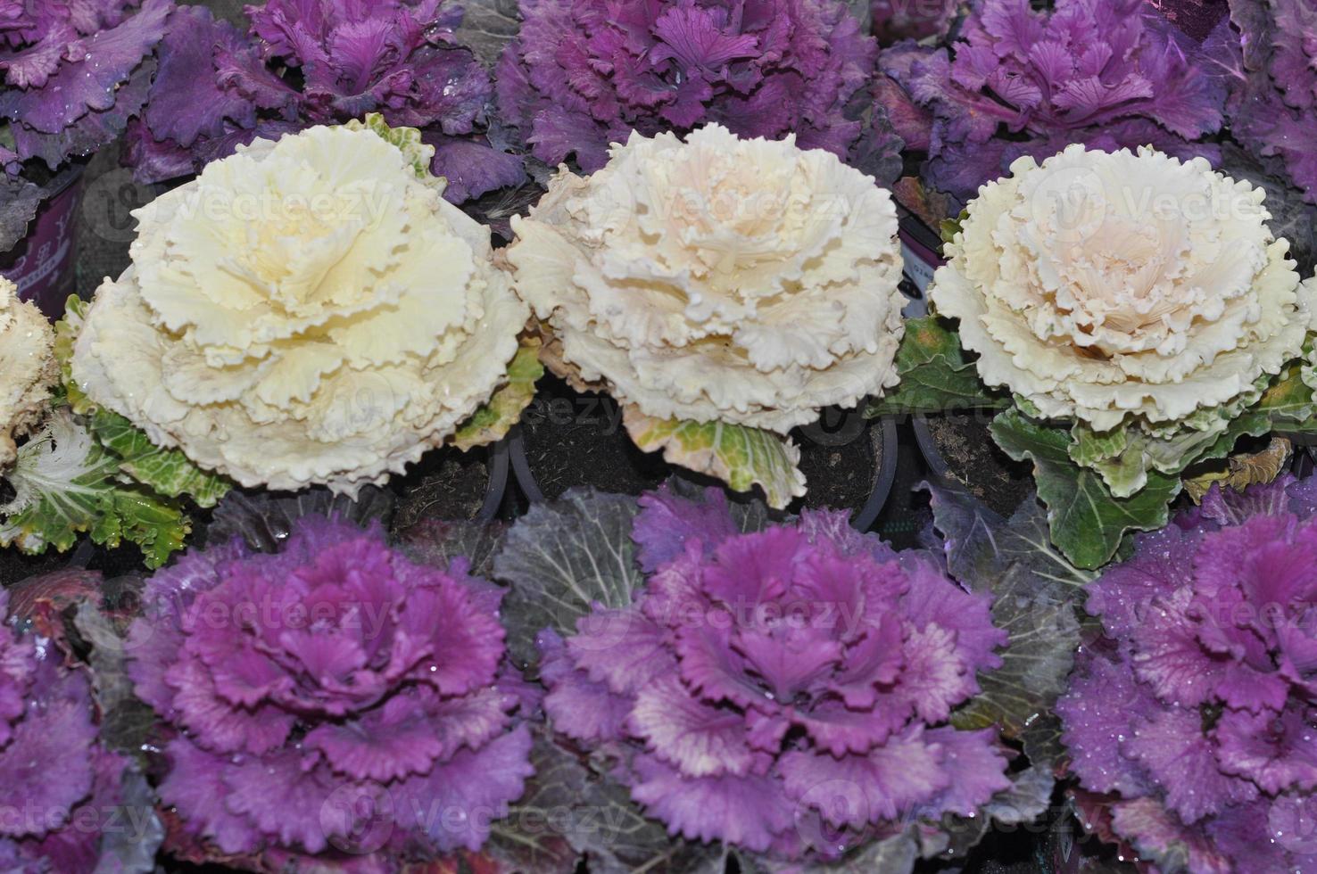 Ornamental cabbage flower 5480515 Stock Photo at Vecteezy