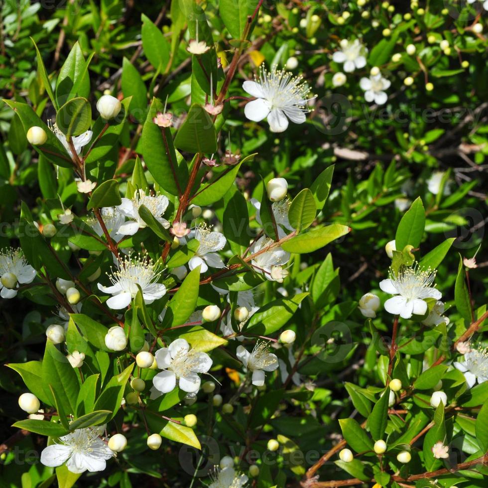 Myrtus myrtle - Plantae Angiosperms Eudicots Rosids Myrtales Myr photo