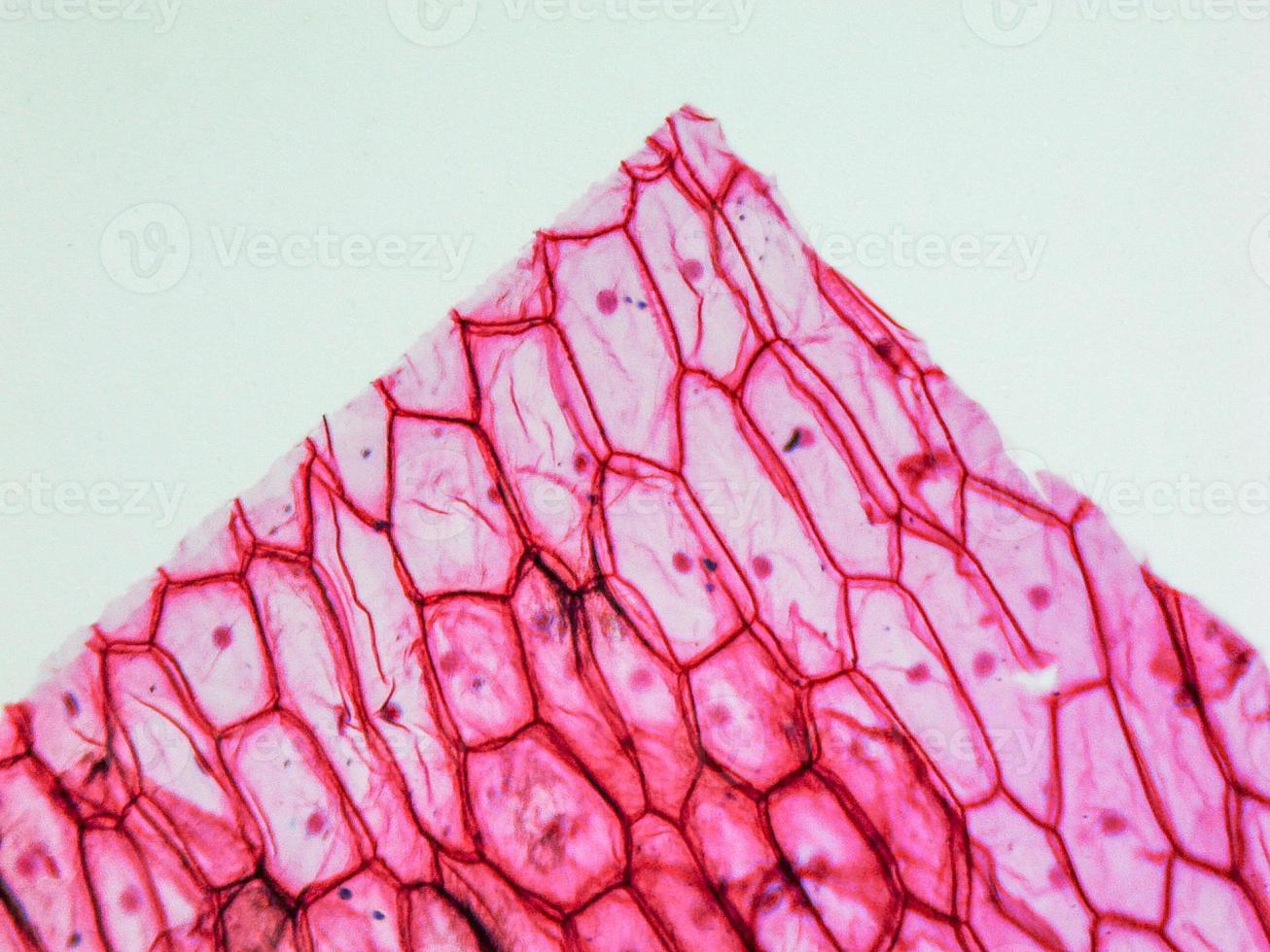 Onion epidermus micrograph photo