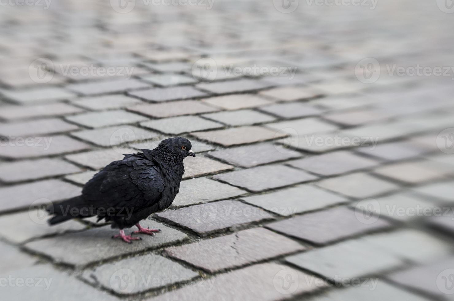 pigeon in the city photo