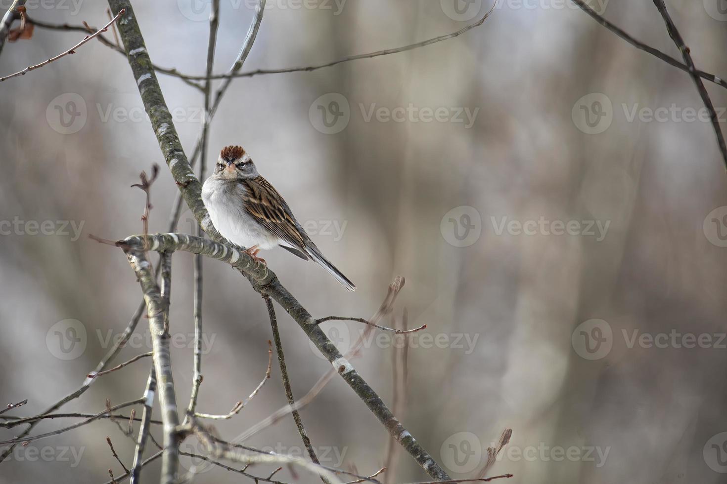 Chipping Sparrow Perches on Bare Limb photo