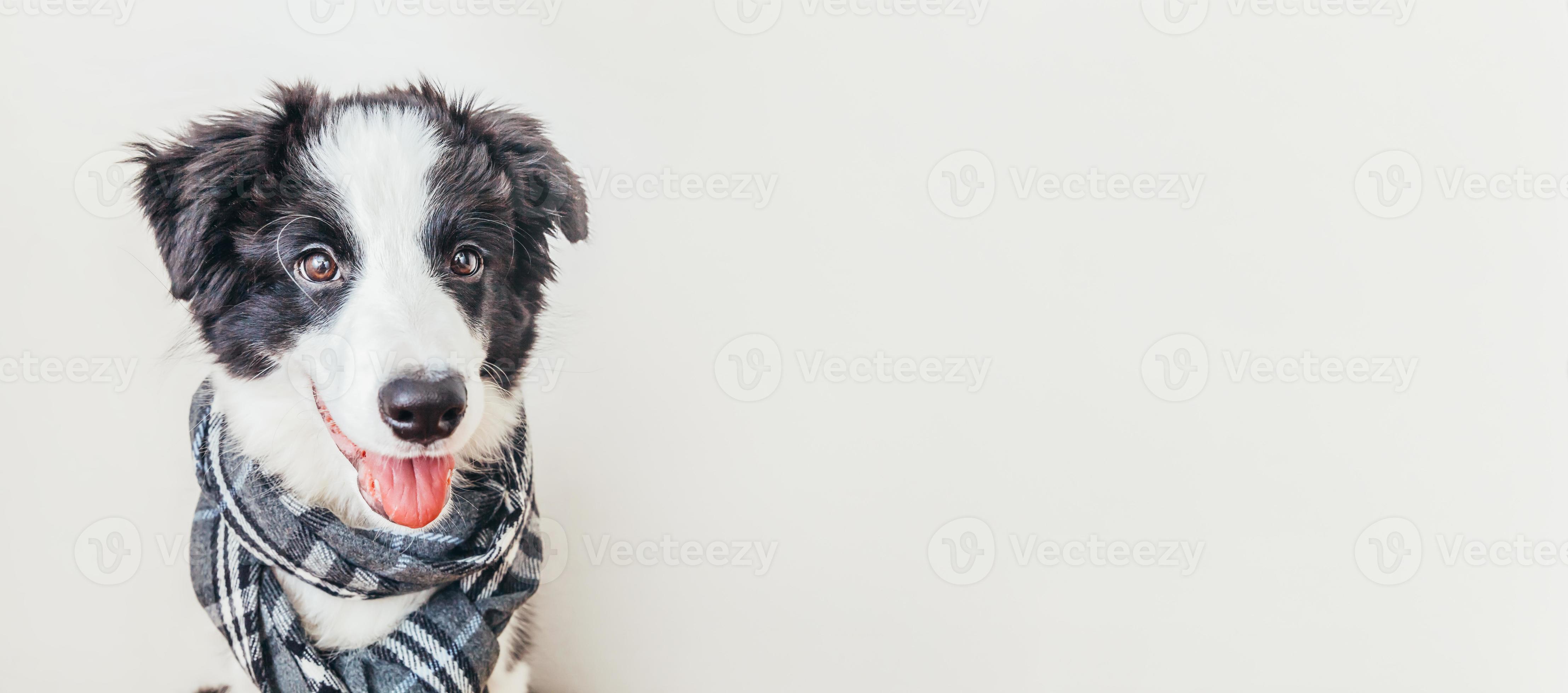 Funny studio portrait of puppy dog border collie wearing warm clothes