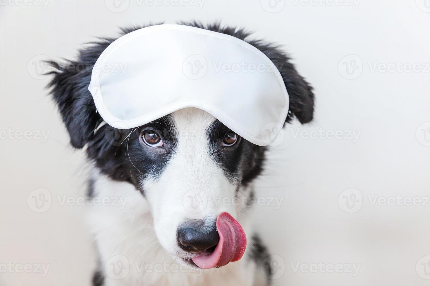 Do not disturb me, let me sleep. Funny cute smiling puppy dog border collie with sleeping eye mask isolated on white background. Rest, good night, siesta, insomnia, relaxation, tired, travel concept. photo