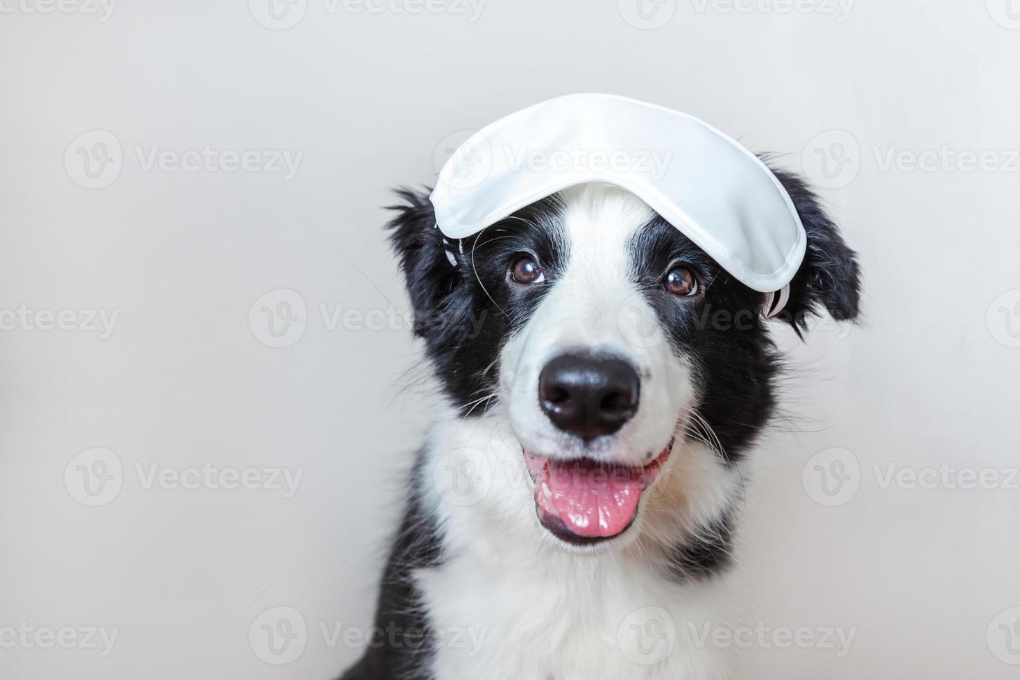 Do not disturb me, let me sleep. Funny cute smiling puppy dog border collie with sleeping eye mask isolated on white background. Rest, good night, siesta, insomnia, relaxation, tired, travel concept. photo