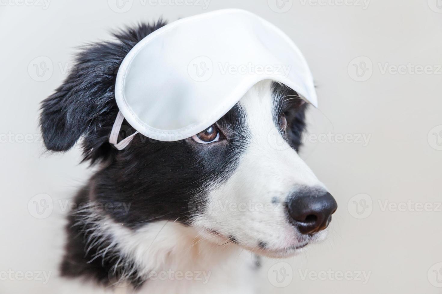 Do not disturb me, let me sleep. Funny cute smiling puppy dog border collie with sleeping eye mask isolated on white background. Rest, good night, siesta, insomnia, relaxation, tired, travel concept. photo