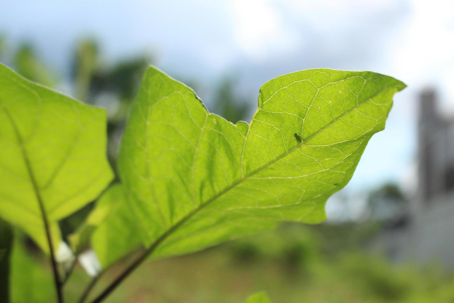 foto de una hoja verde que está agrietada, que está iluminada por la luz del sol en la mañana para que las moscas que se posan y los detalles de la hoja se puedan ver desde abajo. perspectiva. vista inferior