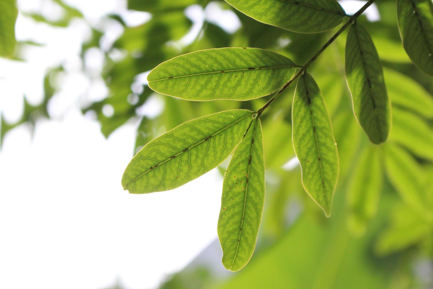 Close up photos of leaves so you can see the details and follicles with a bokeh effect on a sunny morning