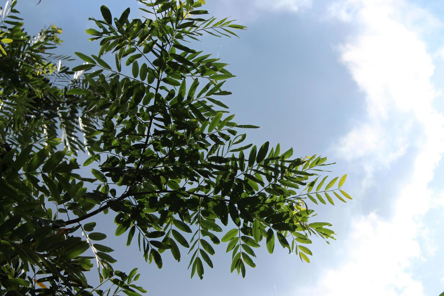 A tree with dense leaves and a bright blue sky seen from below or a low angle. Perspective photo