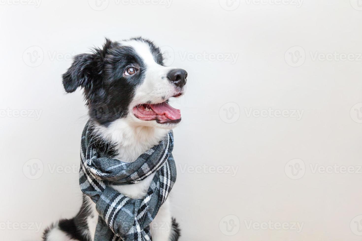 Funny studio portrait of cute smiling puppy dog border collie wearing warm clothes scarf around neck isolated on white background. Winter or autumn portrait of new lovely member of family little dog. photo