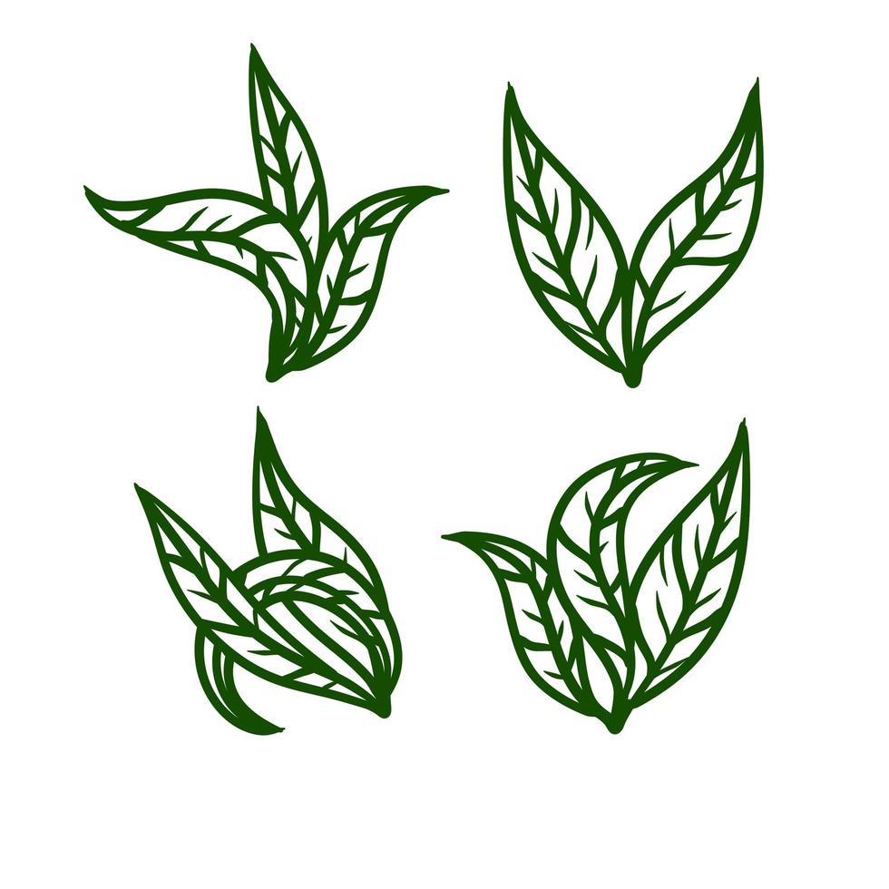 hoja de té. planta verde. conjunto de elementos naturales dibujados a mano vector
