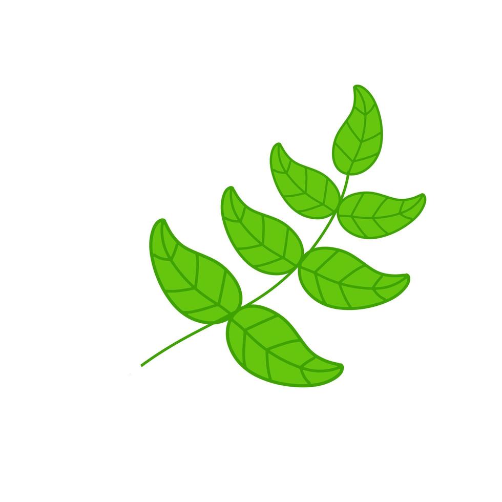 Branch with green leaves. Plant and part of tree. vector