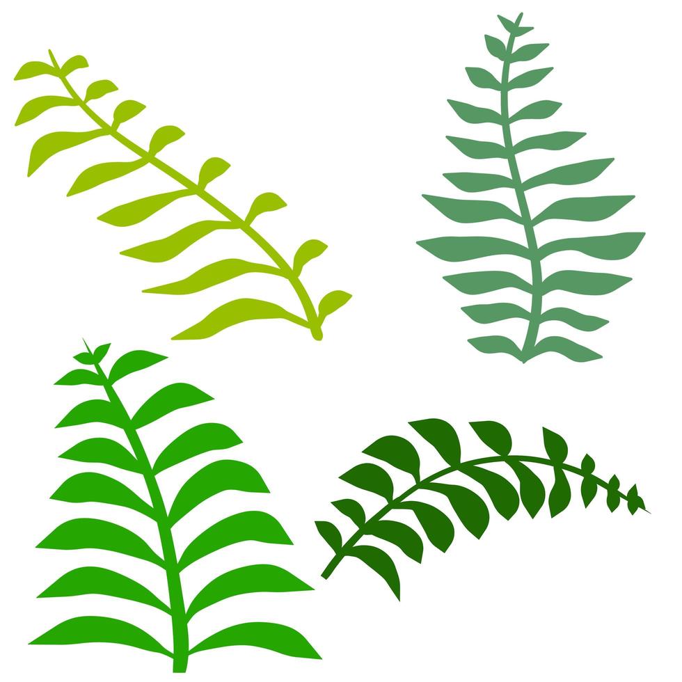 Fern leaf. Element of nature and the forest. Green bracken plant. vector