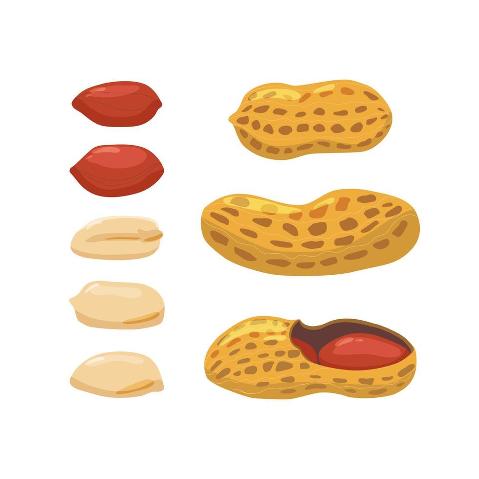 Colorful set of peanuts on a white background. Vector. vector