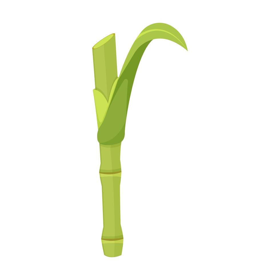 Sugar cane stalk. Cut stem of plant. vector