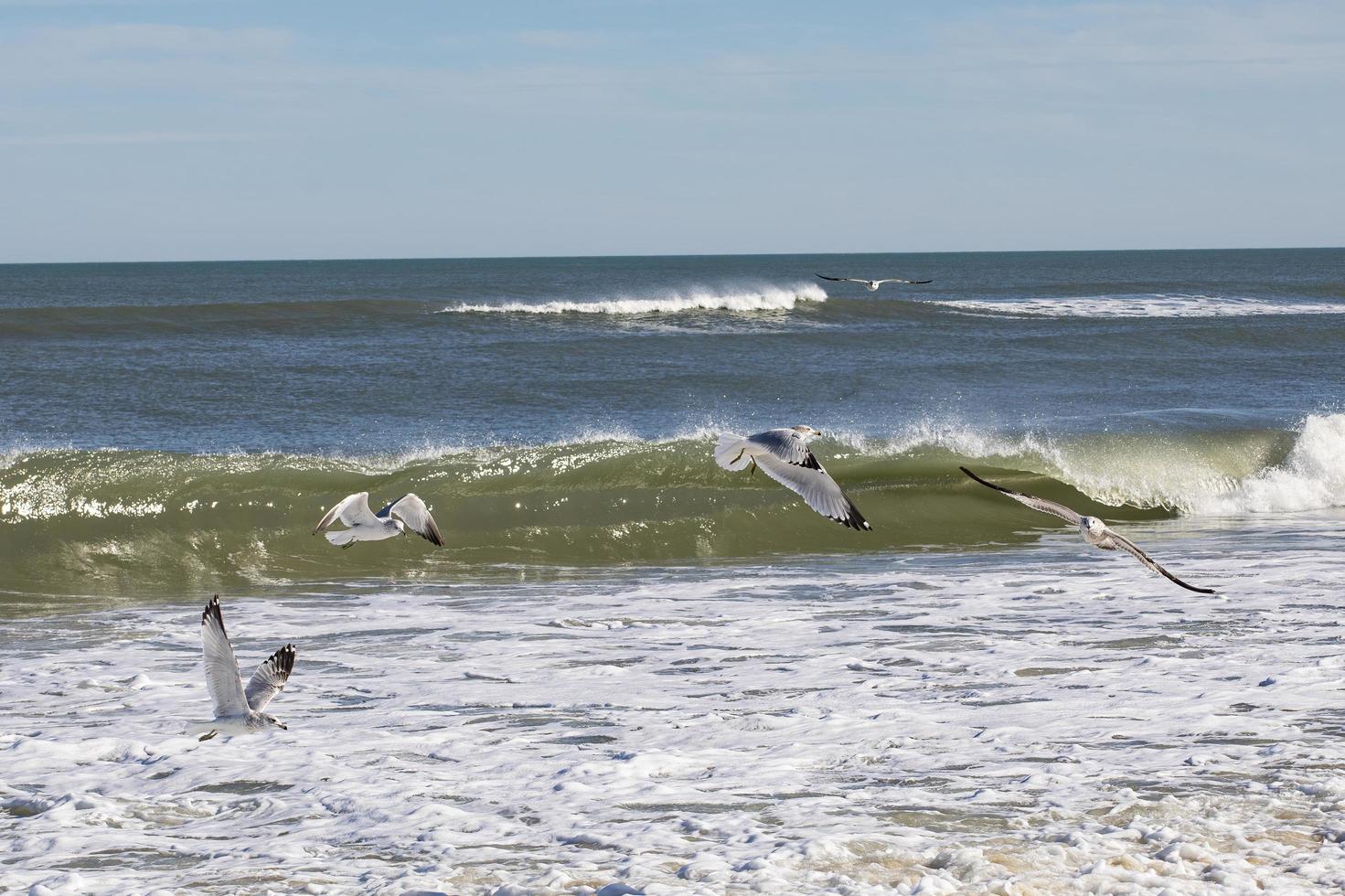 Seagulls Along the Beach photo