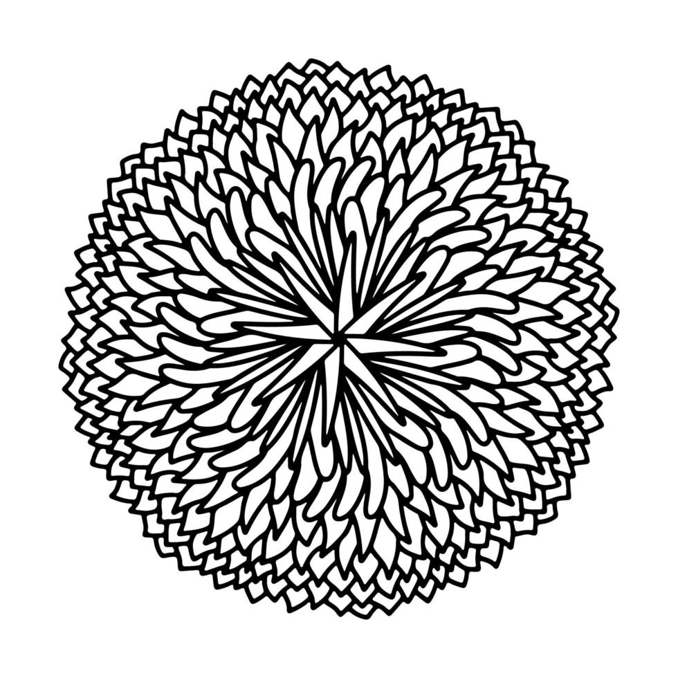 Floral, hand drawn aster mandala flowers in doodle style isolated on white background. Funny and cute coloring for seasonal design, textile, decoration kids playroom or greeting card. Chrysanthemum. vector
